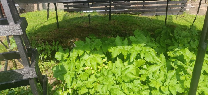 Trädgårdsscen med gröna bladverk och kanin under studsmatta på en solig dag.