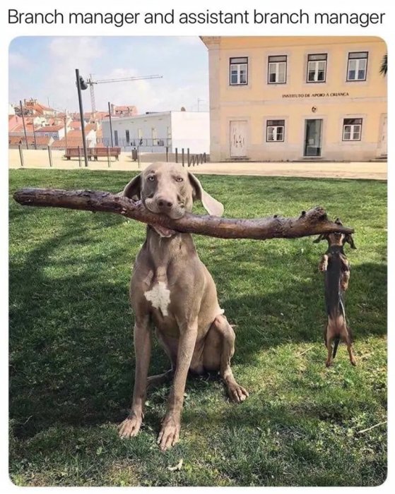 Två hundar håller en lång pinne, den stora hunden fram och den lilla hoppande bakom.