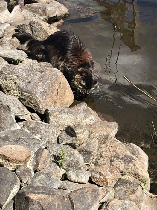 Katt som dricker vatten på stenig strand vid sjön.