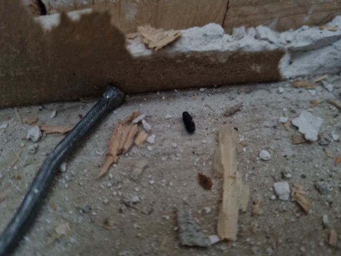 Misstänkt råttbajs på ett renoveringsunderlag bland spån och isoleringsmaterial.