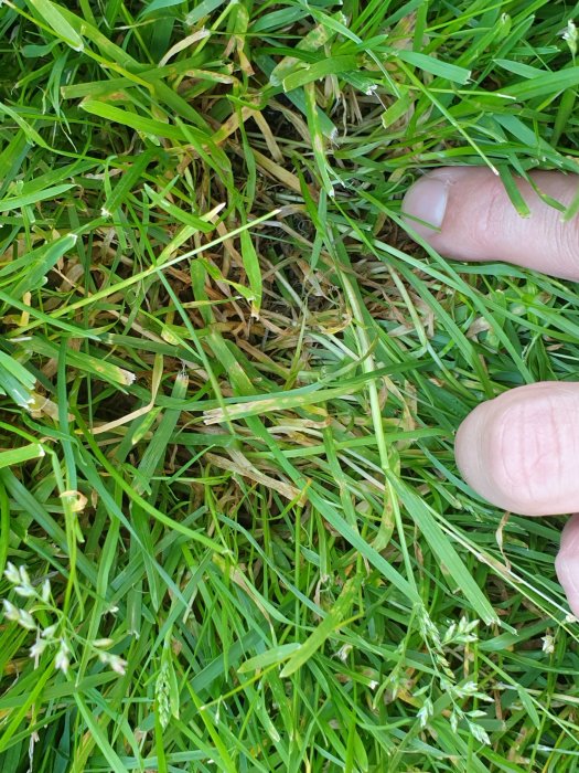 Närbild på gräsmatta med olika gräsarter och synliga fröställningar mellan gröna blad och en persons fingrar.
