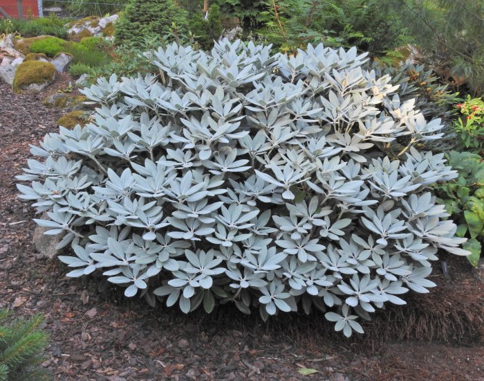 Rhododendronväxt med silverfärgad indument på bladen som skyddar mot skadegörare.