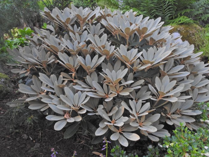 Rhododendron med silvrigt indument på bladen som skydd mot skadegörare efter blomning.