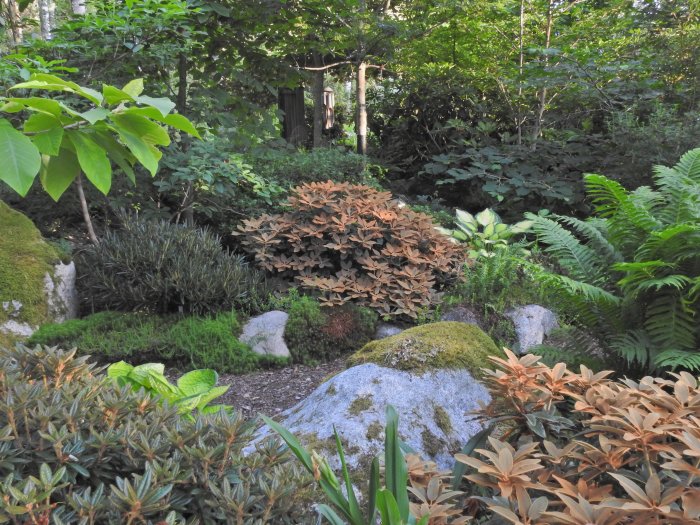 Trädgårdslandskap med olika Rhododendron med indument på bladen och andra växter.