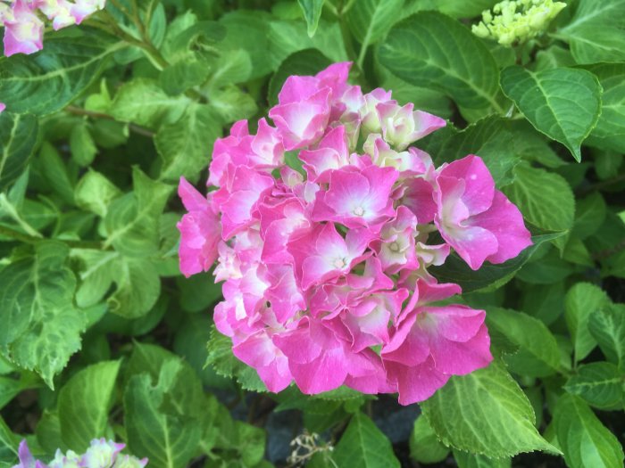 Rosa hortensia i blom omgiven av friska gröna blad i en skuggig rabatt.