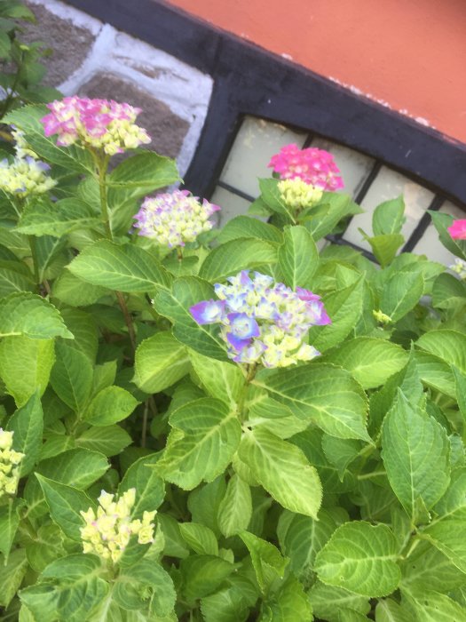 Hortensior i olika färger som börjar blomma i en skuggig rabatt framför ett hus.