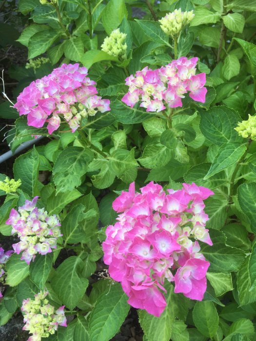 Två blommande rosa hortensiaklasar med knoppar och gröna blad i en skuggig rabatt.