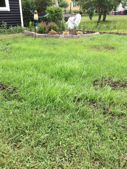 Nyligen grodd gräsmatta med mörkare fläckar av jord och frön, redo för första klippningen.