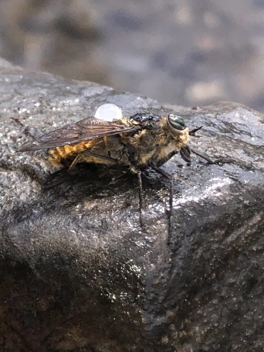Insekt med getingliknande kropp och flugliknande ögon och vingar på en våt sten.