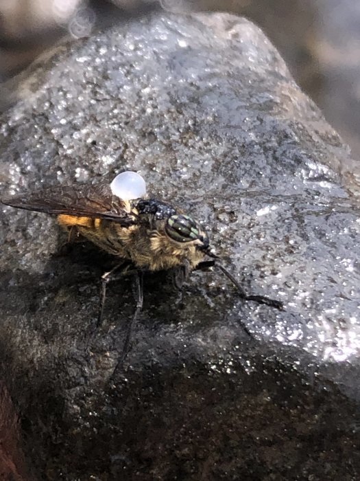 Insekt som ser ut som en blandning av geting och fluga, på en våt sten.