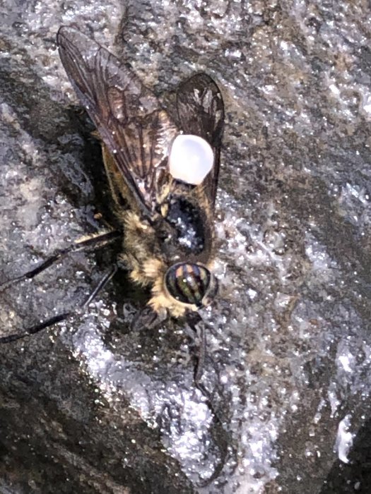 Insekt med stora ögon och vingar liknande en geting, flytande på vatten.
