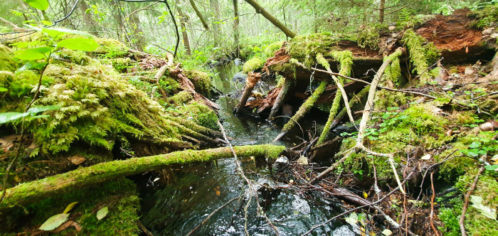 Skogsbäck rinner genom fallna mossbeklädda träd och grenar i en frodig skogsmiljö.