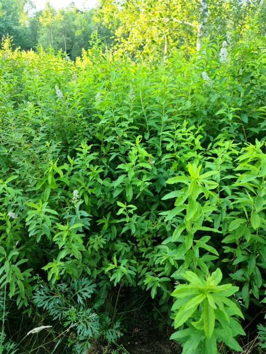 Täta gröna växter med några vita blommor i naturen, vid en åker.