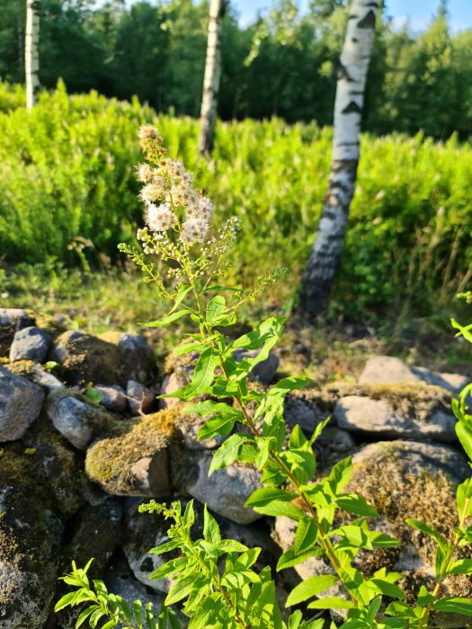 Växt med vita blommor som växer vid ett mossbeväxt stenröse med björkar i bakgrunden.