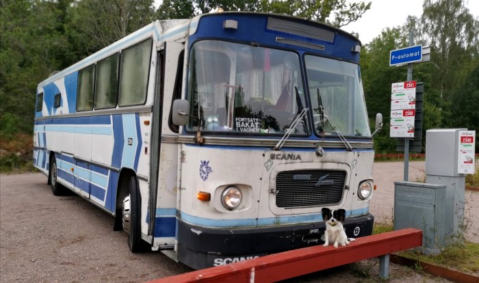 Gammal Scania-buss omgjord till husvagn med en hund sittande framför på en parkeringsplats.