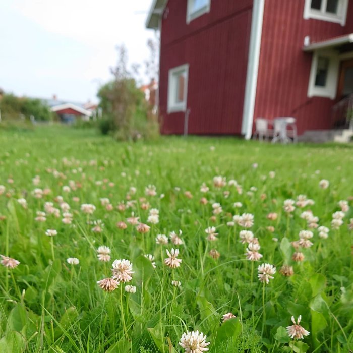 Trädgård med vitklöver framför rött hus med vit knuttimring, oskarp bakgrund.