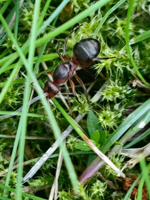 Närbild på en myra som rör sig genom grönt gräs och mossa.