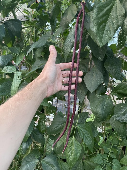 Personens hand håller upp tre långa lila bönor framför gröna blad i en trädgård.