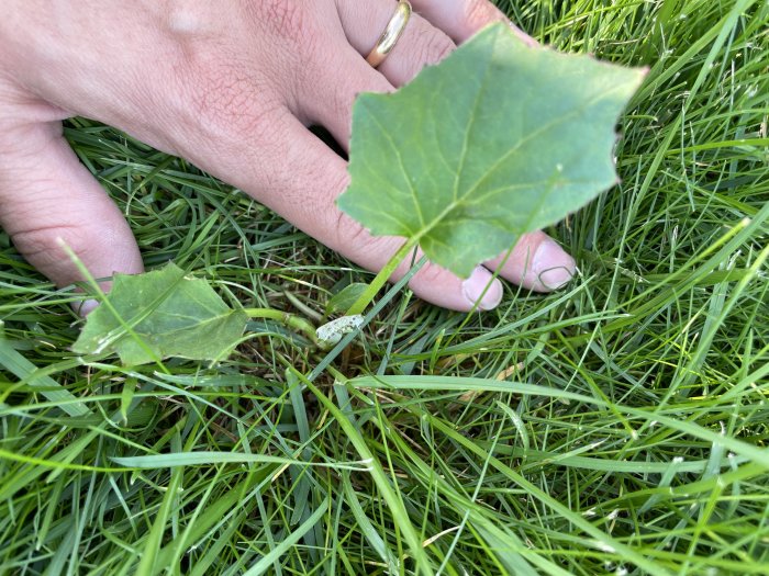 En hand håller ett grönt blad över gräsmatta med ett ungt växtskott.