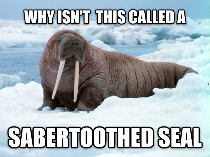 Valk med betar mot en snötäckt bakgrund med texten "WHY ISN'T THIS CALLED A SABERTOOTHED SEAL".