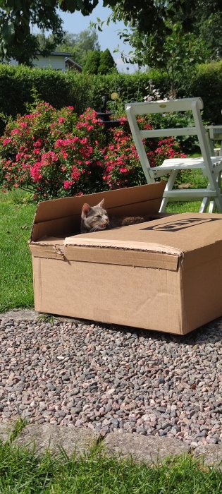 Katt ligger i en kartong utomhus med blommande buskar och gräsmatta i bakgrunden.