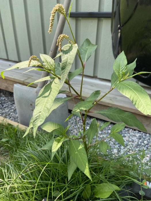 Växt med långa spetsiga blad och blommande toppar, liknande parkslide, vid ett hus.