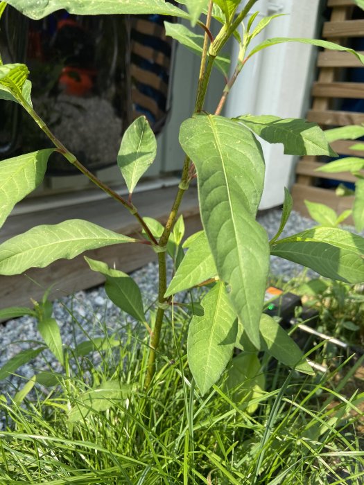 Plant med långa gröna blad och rödaktig stam, misstänkt för att vara parkslide, växer i gräsmatta.