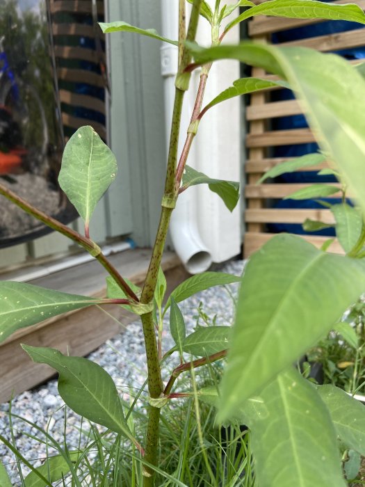 Växt med rödfläckig stam och gröna blad, möjlig parkslide, mot gråttonad bakgrund.