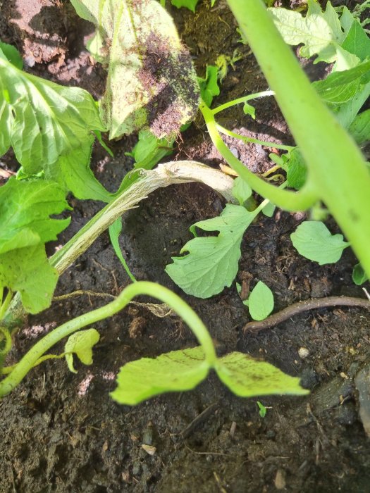 Sommarsquashplanta med skadad stam och blad på jord, tecken på tidig utplantering.