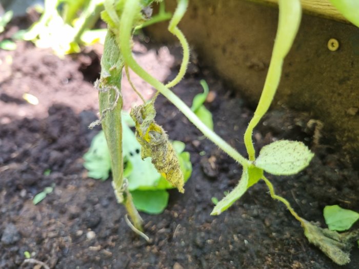 Sommarsquashplanta med skadade och brunaktiga stjälkar, med fokus på marknivå.
