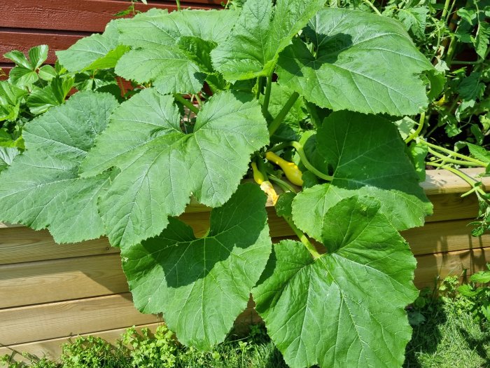 Sommarsquashväxt med stora gröna blad och gula squashfrukter i en trädgårdsbädd.