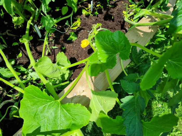 Sommarsquashplantor i jord med tydliga stjälkar och blad, stöds av träplankor, vissnad blomma synlig.