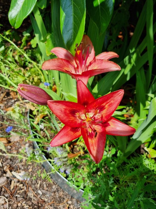 Röda liljor i blom i en trädgård med omgivande grönska, planterade i halvskugga.