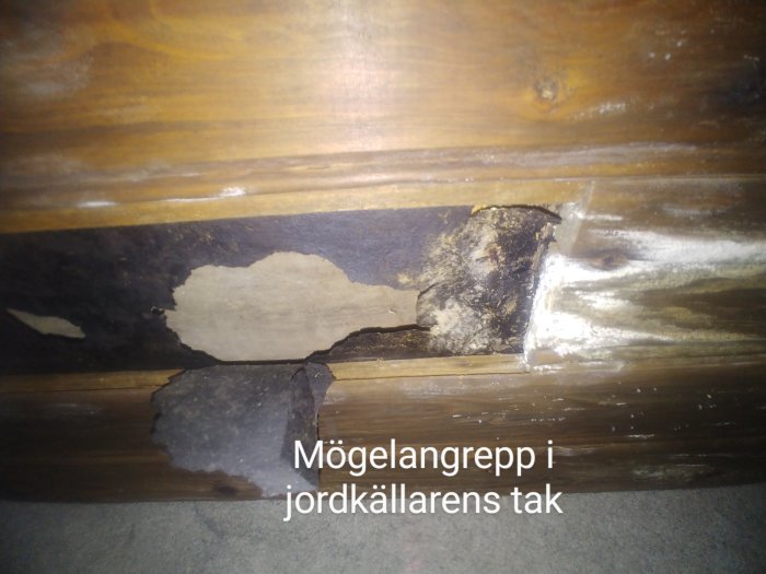 Mögelangrepp på träbjälkar i jordkällarens tak, med svart och vit mögel på skadade ytor.