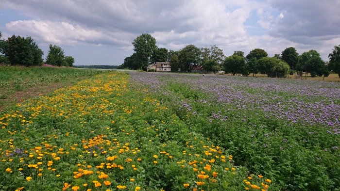 Blomsterfält med "Miel" blomsterblandning och honungsört, bakgrund med träd och hus.