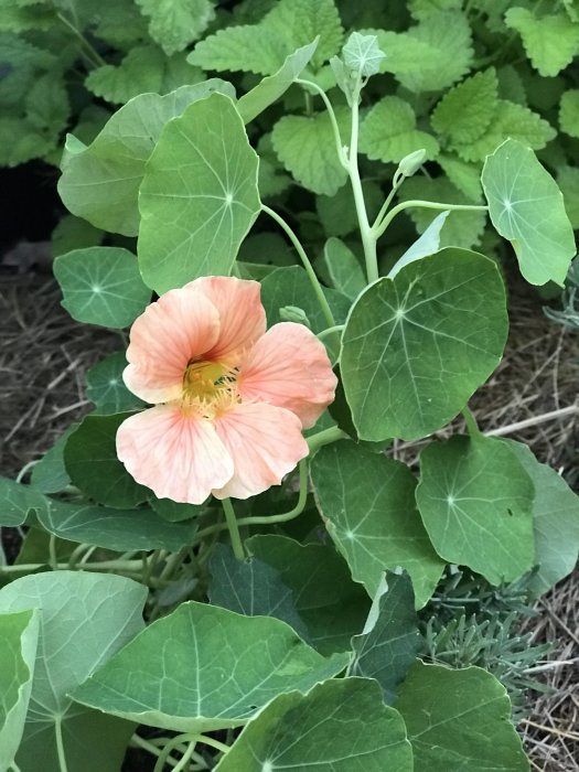 En blommande rosa krasse med stora gröna blad mot en bakgrund av suddig grönska.