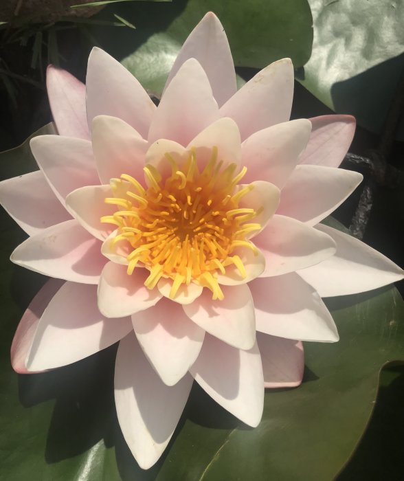 Närbild av en blommande vit näckros med rosa kanter och gul mitt mot gröna blad.