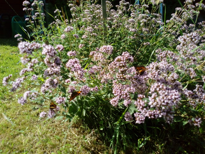 Ljusrosa blommor av såpnejlika med en fjäril på i en sommarträdgård.