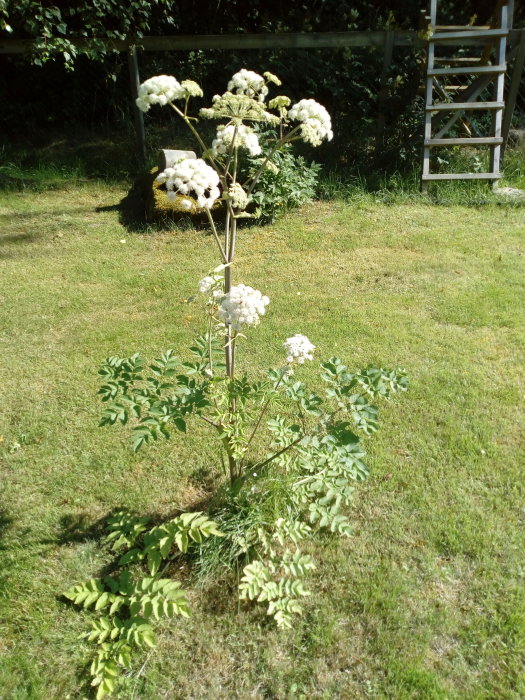 Växt med frodig grön lövverk och vita blomsterskärmar i trädgård.
