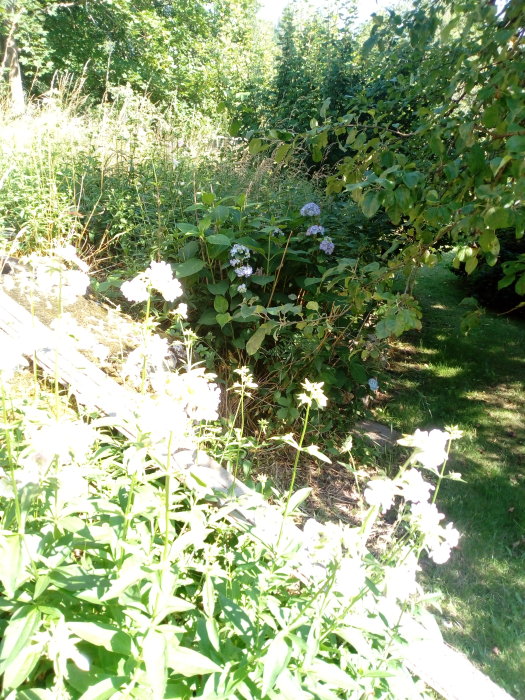 Trädgårdsbild som visar en blandning av växter och blommor såsom hortensia och möjligen riddarsporre.