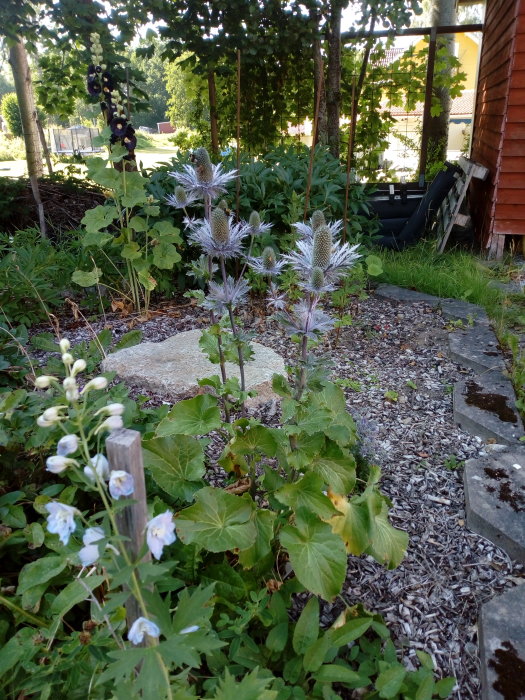 Trädgårdsland med Riddarsporre i förgrunden och odefinierbara växter bakom, omgiven av grus och stenplattor.