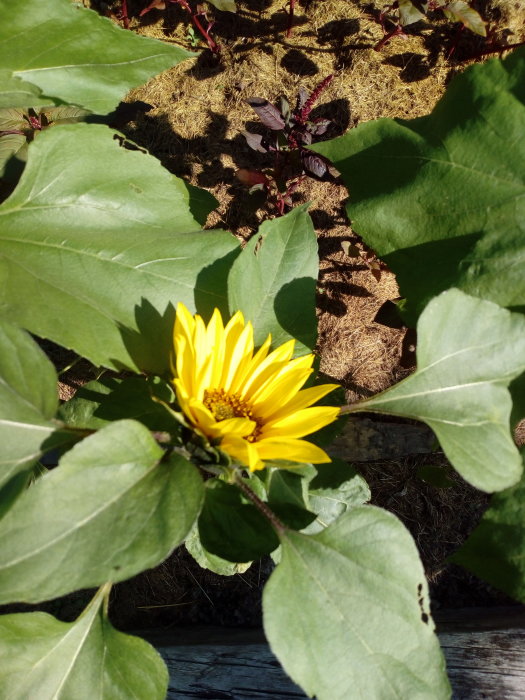 Solros omgiven av gröna blad i solljus på en trädgårdsbädd.