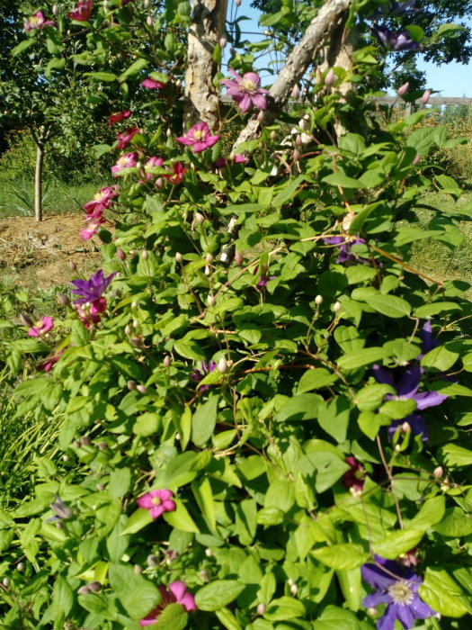Klematisar i blom klättrande på trädgrenar, lummig växtlighet i trädgården.