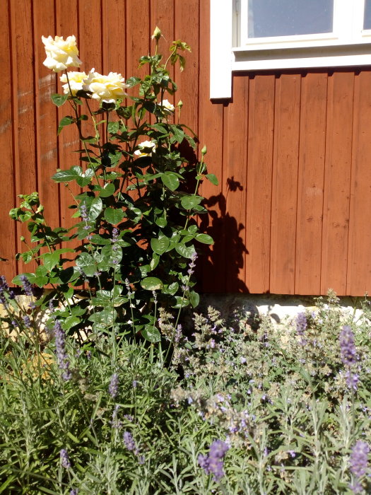 En blommande gul 'Peace' rosbuske framför en trävägg med lavendel i förgrunden.