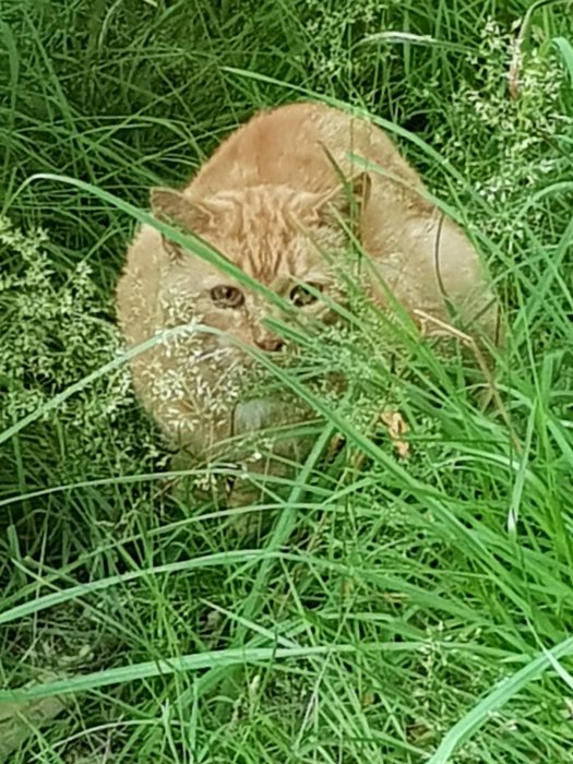 Röd katt gömmer sig i grönt gräs och tittar fram bakom gräset med vakna ögon.