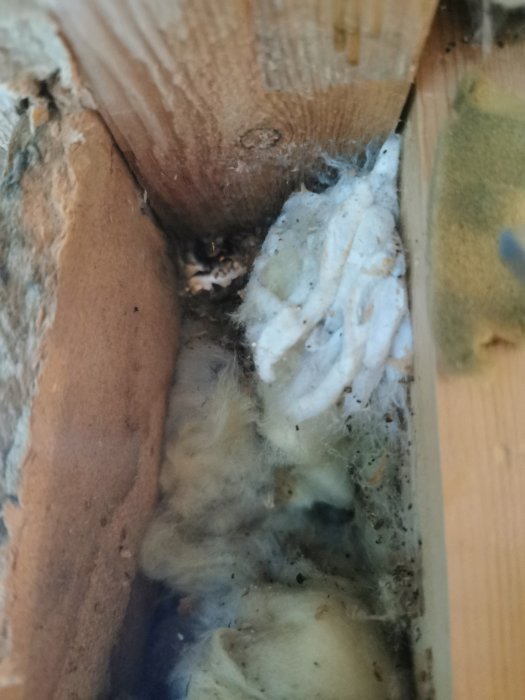 Trä och murbruk med larver och ett spindelbo i en lucka efter borttaget fönster.