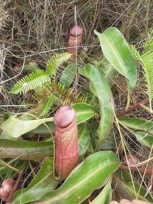 Köttätande växt Nepenthes i naturlig miljö omgiven av gröna blad och ormbunksväxter.