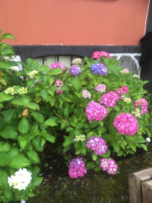 Färgrik hortensiabuske med blåa och rosa blommor framför en orange husvägg.