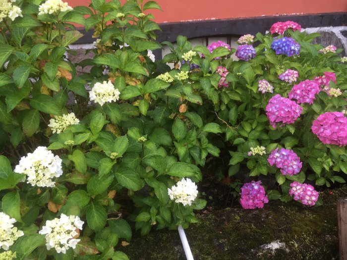 Lummig hortensiabuske med kluster av blommor i olika stadier; vita, rosa och lila, bredvid en mossig sten.