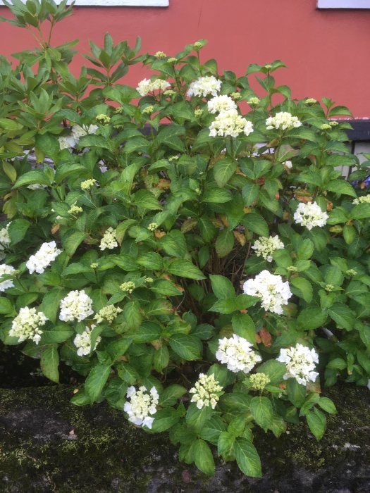 Blommande hortensia med gröna blad och vita blommor framför en röd vägg.